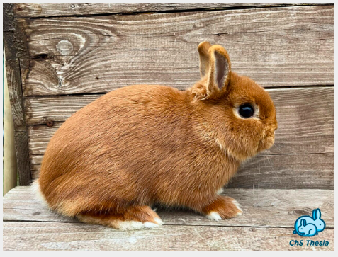 Rozenrot