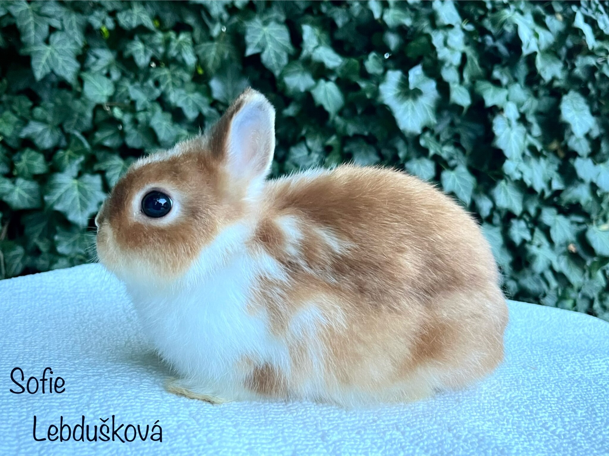 junior