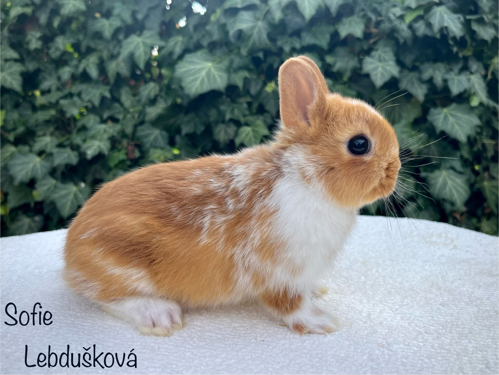 stuclinka